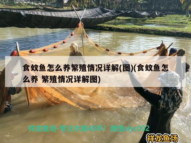 食蚊魚(yú)怎么養(yǎng)繁殖情況詳解(圖)(食蚊魚(yú)怎么養(yǎng)繁殖情況詳解圖) 觀賞魚(yú)