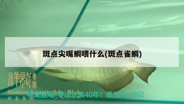 斑點(diǎn)尖嘴鯛喂什么(斑點(diǎn)雀鯛) 觀賞魚