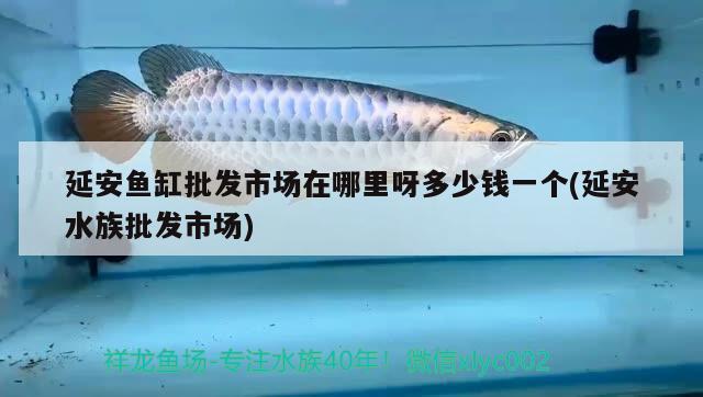 延安魚缸批發(fā)市場在哪里呀多少錢一個(延安水族批發(fā)市場)