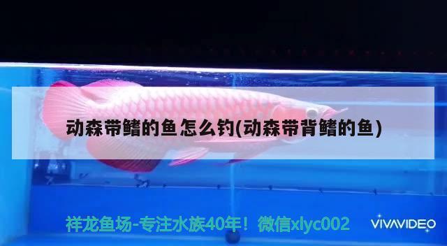 動森帶鰭的魚怎么釣(動森帶背鰭的魚) 垂釣樂園