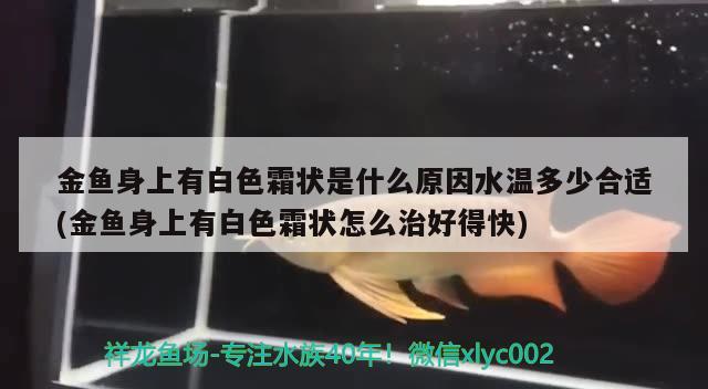 金魚身上有白色霜狀是什么原因水溫多少合適(金魚身上有白色霜狀怎么治好得快) 觀賞魚