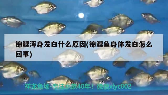 錦鯉渾身發(fā)白什么原因(錦鯉魚(yú)身體發(fā)白怎么回事)