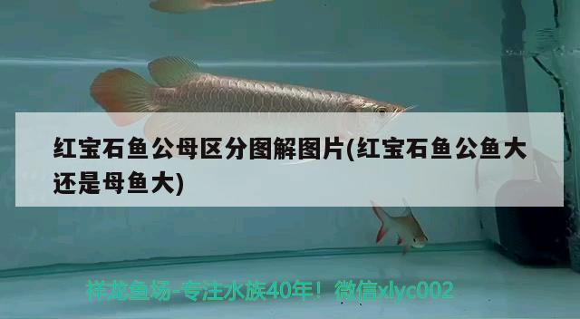 紅寶石魚公母區(qū)分圖解圖片(紅寶石魚公魚大還是母魚大) 觀賞魚