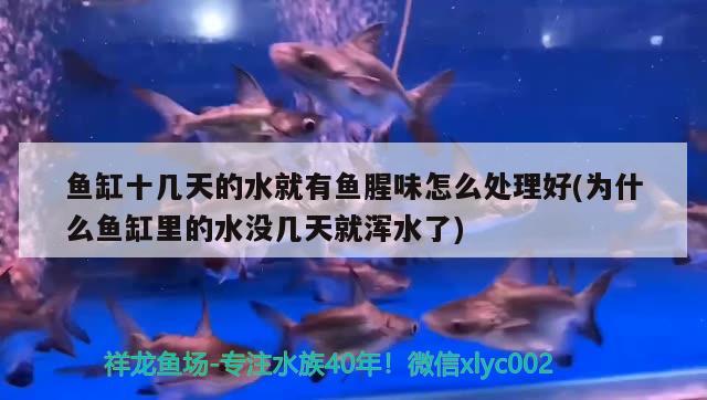 魚缸十幾天的水就有魚腥味怎么處理好(為什么魚缸里的水沒(méi)幾天就渾水了)