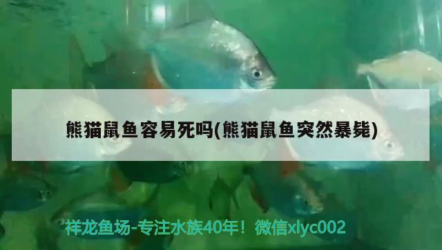 熊貓鼠魚容易死嗎(熊貓鼠魚突然暴斃)