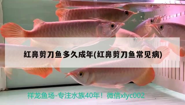 紅鼻剪刀魚多久成年(紅鼻剪刀魚常見病) 觀賞魚