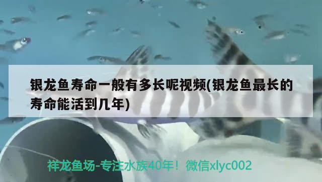 銀龍魚壽命一般有多長呢視頻(銀龍魚最長的壽命能活到幾年)