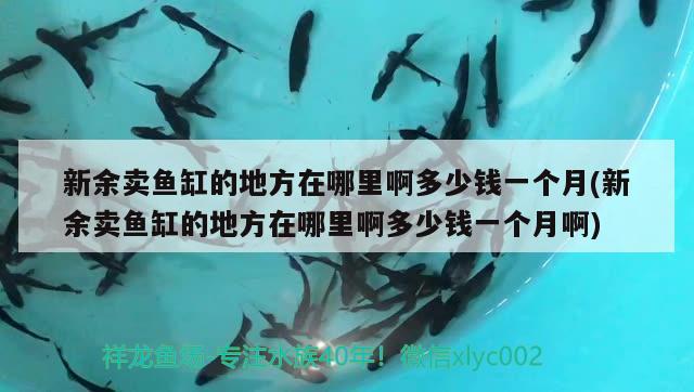 新余賣魚缸的地方在哪里啊多少錢一個月(新余賣魚缸的地方在哪里啊多少錢一個月啊)