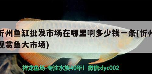 忻州魚缸批發(fā)市場在哪里啊多少錢一條(忻州觀賞魚大市場)