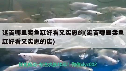 延吉哪里賣魚缸好看又實惠的(延吉哪里賣魚缸好看又實惠的店) 黃金夢幻雷龍魚