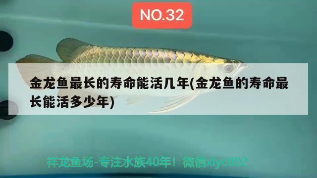 金龍魚(yú)最長(zhǎng)的壽命能活幾年(金龍魚(yú)的壽命最長(zhǎng)能活多少年)