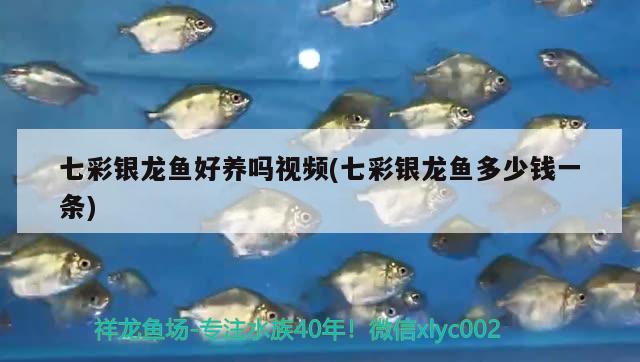 七彩銀龍魚好養(yǎng)嗎視頻(七彩銀龍魚多少錢一條) 銀龍魚