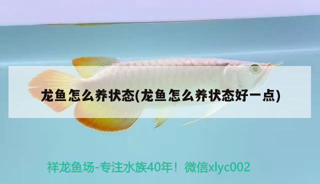 龍魚怎么養(yǎng)狀態(tài)(龍魚怎么養(yǎng)狀態(tài)好一點)