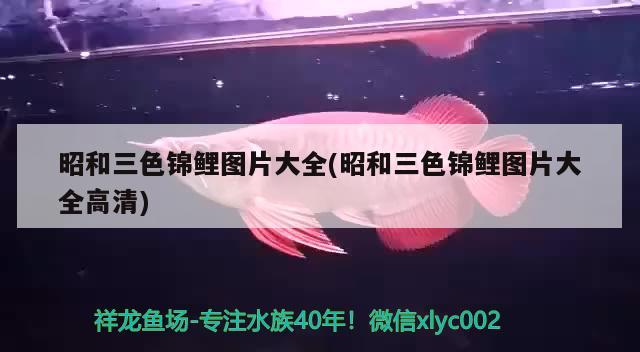 昭和三色錦鯉圖片大全(昭和三色錦鯉圖片大全高清) 三色錦鯉魚