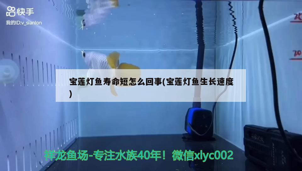 寶蓮燈魚壽命短怎么回事(寶蓮燈魚生長速度) 觀賞魚