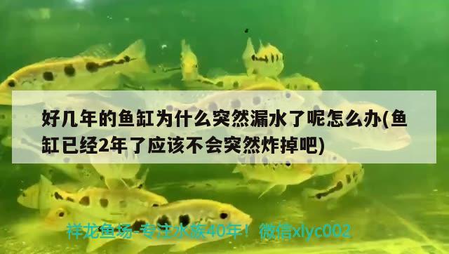 好幾年的魚缸為什么突然漏水了呢怎么辦(魚缸已經(jīng)2年了應(yīng)該不會突然炸掉吧) 白玉紅龍魚