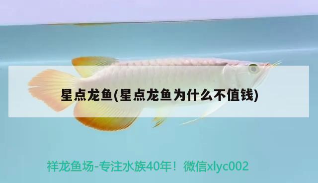 星點(diǎn)龍魚(yú)(星點(diǎn)龍魚(yú)為什么不值錢(qián))