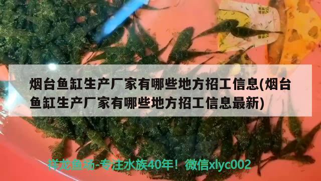 煙臺魚缸生產廠家有哪些地方招工信息(煙臺魚缸生產廠家有哪些地方招工信息最新)