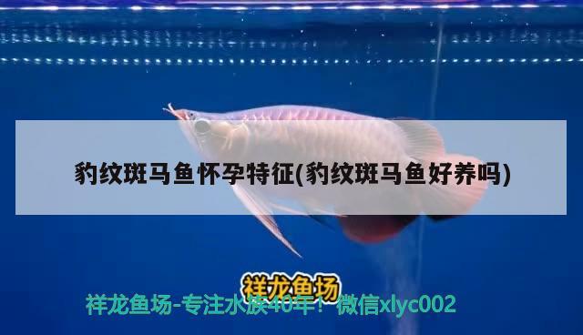 豹紋斑馬魚懷孕特征(豹紋斑馬魚好養(yǎng)嗎)