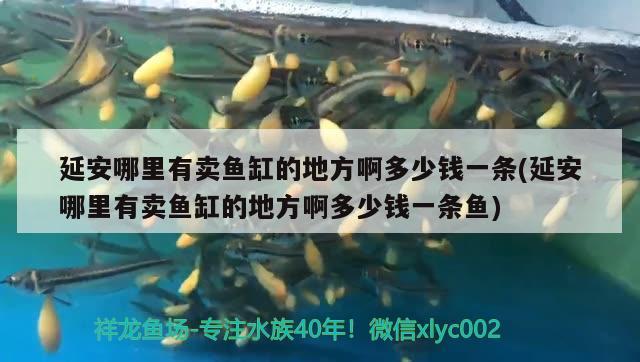 延安哪里有賣魚缸的地方啊多少錢一條(延安哪里有賣魚缸的地方啊多少錢一條魚) 魚缸凈水劑