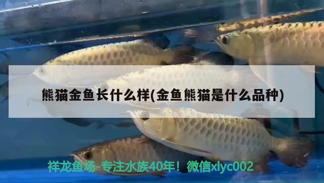 熊貓金魚(yú)長(zhǎng)什么樣(金魚(yú)熊貓是什么品種) 觀賞魚(yú)