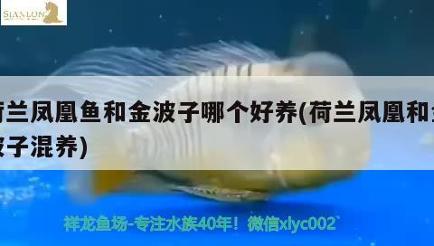 荷蘭鳳凰魚和金波子哪個好養(yǎng)(荷蘭鳳凰和金波子混養(yǎng))