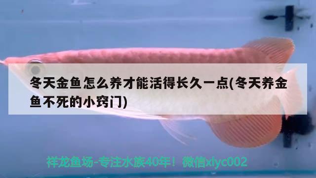 冬天金魚怎么養(yǎng)才能活得長(zhǎng)久一點(diǎn)(冬天養(yǎng)金魚不死的小竅門)