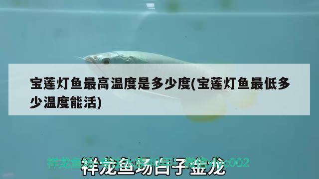 寶蓮燈魚最高溫度是多少度(寶蓮燈魚最低多少溫度能活) 觀賞魚