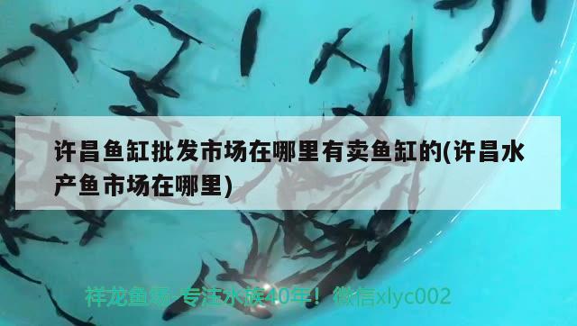 許昌魚缸批發(fā)市場在哪里有賣魚缸的(許昌水產魚市場在哪里) 狗仔（招財貓)魚苗