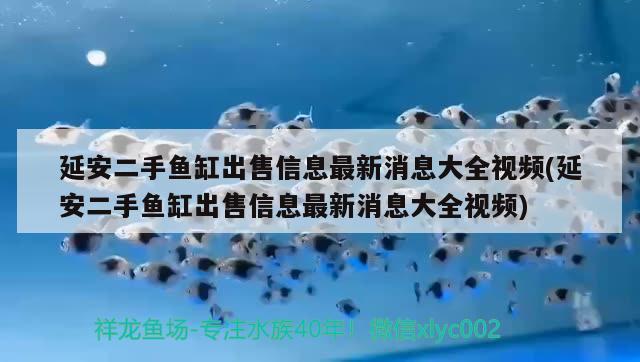 延安二手魚缸出售信息最新消息大全視頻(延安二手魚缸出售信息最新消息大全視頻) 青龍魚