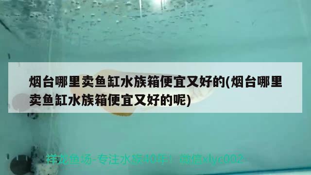 煙臺哪里賣魚缸水族箱便宜又好的(煙臺哪里賣魚缸水族箱便宜又好的呢) 魚缸/水族箱