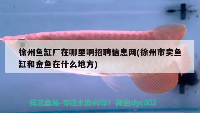 徐州魚缸廠在哪里啊招聘信息網(wǎng)(徐州市賣魚缸和金魚在什么地方) 虎紋銀版魚