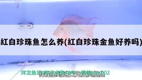 紅白珍珠魚怎么養(yǎng)(紅白珍珠金魚好養(yǎng)嗎) 觀賞魚