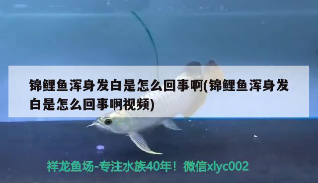 錦鯉魚渾身發(fā)白是怎么回事啊(錦鯉魚渾身發(fā)白是怎么回事啊視頻)