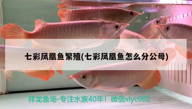 七彩鳳凰魚(yú)繁殖(七彩鳳凰魚(yú)怎么分公母)