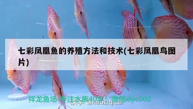 七彩鳳凰魚的養(yǎng)殖方法和技術(shù)(七彩鳳凰鳥圖片)