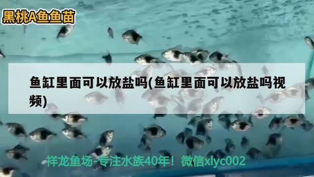 魚缸里面可以放鹽嗎(魚缸里面可以放鹽嗎視頻)