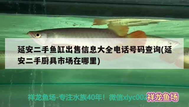 延安二手魚缸出售信息大全電話號碼查詢(延安二手廚具市場在哪里) BD魟魚