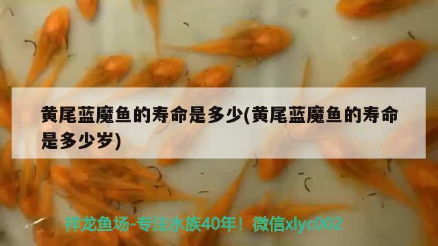 黃尾藍魔魚的壽命是多少(黃尾藍魔魚的壽命是多少歲) 觀賞魚