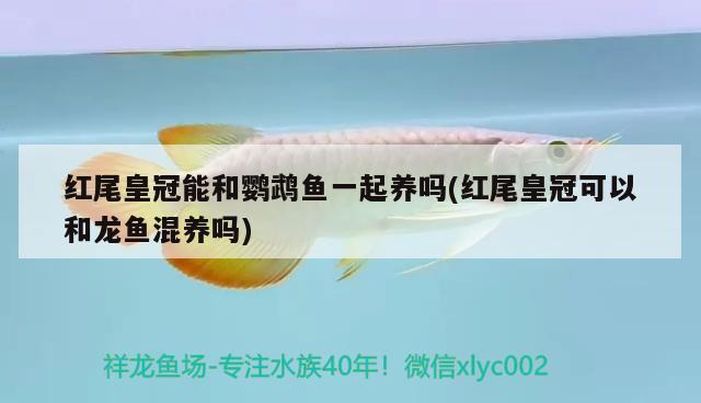 紅尾皇冠能和鸚鵡魚一起養(yǎng)嗎(紅尾皇冠可以和龍魚混養(yǎng)嗎) 鸚鵡魚