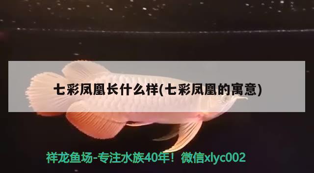 七彩鳳凰長什么樣(七彩鳳凰的寓意) 觀賞魚 第1張