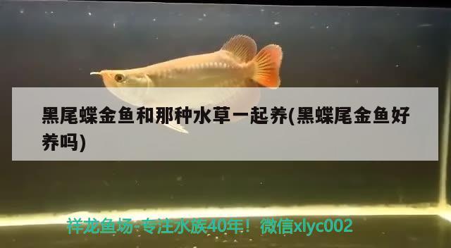 黑尾蝶金魚和那種水草一起養(yǎng)(黑蝶尾金魚好養(yǎng)嗎) 水草