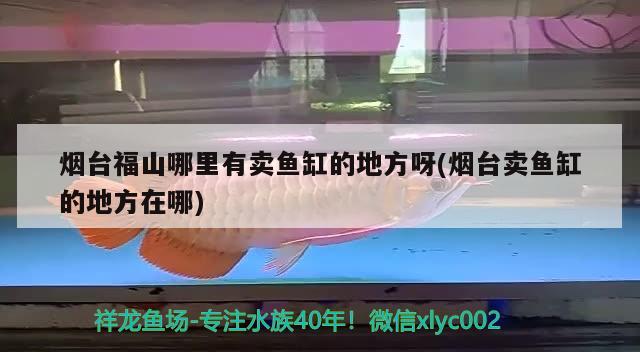 煙臺(tái)福山哪里有賣魚缸的地方呀(煙臺(tái)賣魚缸的地方在哪)