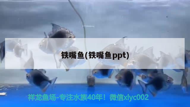 鐵嘴魚(鐵嘴魚ppt)