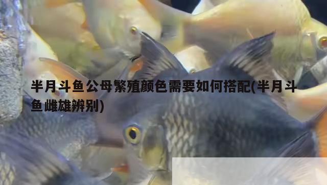 半月斗魚(yú)公母繁殖顏色需要如何搭配(半月斗魚(yú)雌雄辨別) 觀賞魚(yú)