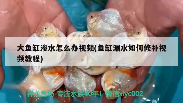 大魚缸滲水怎么辦視頻(魚缸漏水如何修補(bǔ)視頻教程) 過濾設(shè)備 第1張