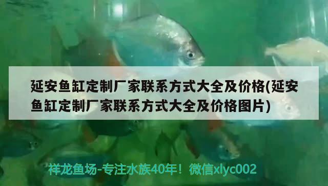 延安魚缸定制廠家聯(lián)系方式大全及價格(延安魚缸定制廠家聯(lián)系方式大全及價格圖片) 夢幻雷龍魚