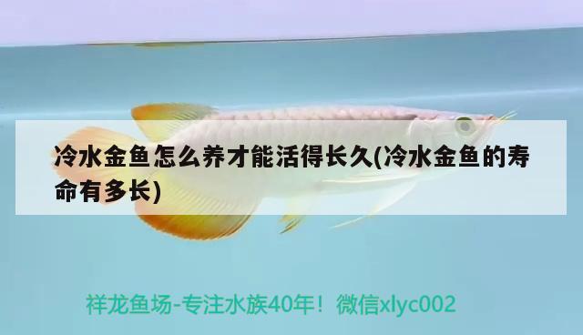 冷水金魚怎么養(yǎng)才能活得長(zhǎng)久(冷水金魚的壽命有多長(zhǎng))