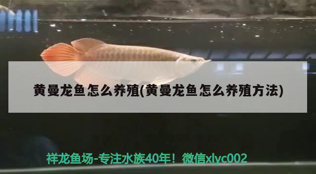 黃曼龍魚怎么養(yǎng)殖(黃曼龍魚怎么養(yǎng)殖方法) 觀賞魚