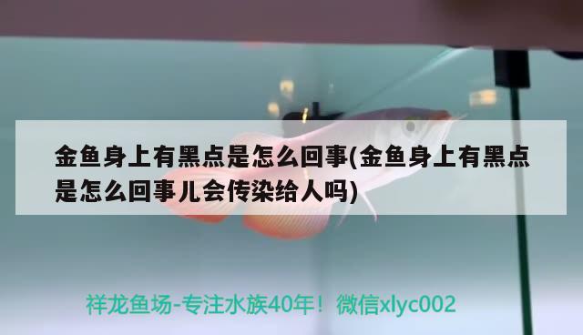 金魚身上有黑點是怎么回事(金魚身上有黑點是怎么回事兒會傳染給人嗎) 觀賞魚